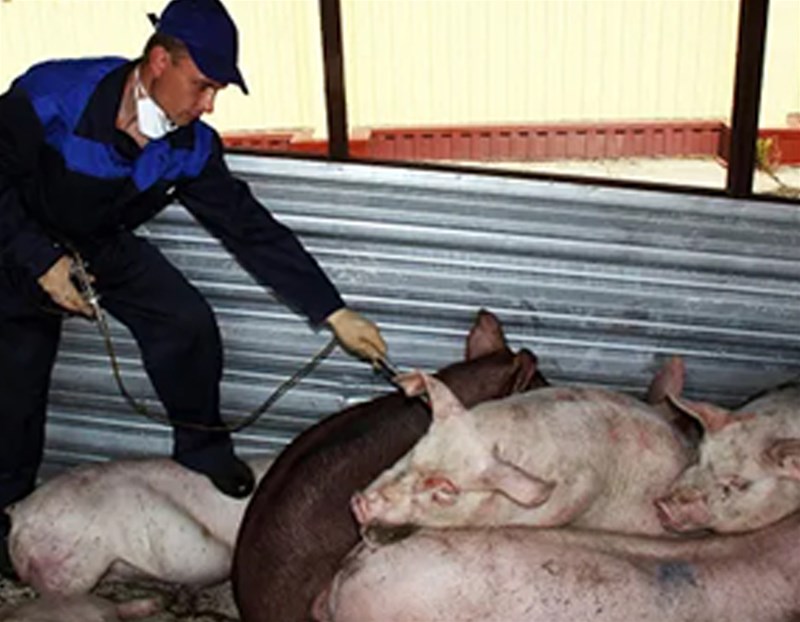 Guangdong, Jilin, Sichuan and other provinces have taken action in the evaluation of the African swine fever free community!