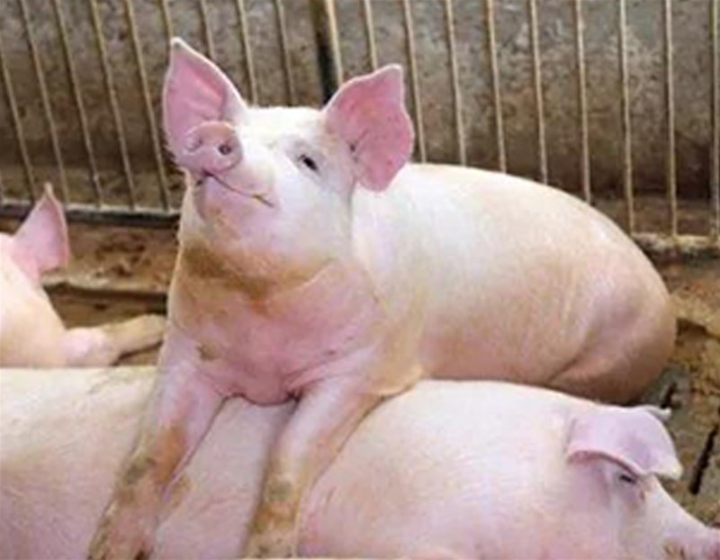 2200 yuan per pig! Pig production recovery better than expected, pig price lead high no longer possible?